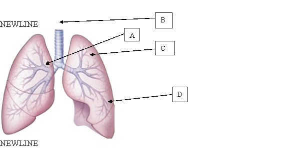 <strong>The client aspirated a pea during a meal. The healthcare provider notes that the pea is located in the bronchus. When educating the client regarding the location of the pea, which is the correct location for the nurse to use? </strong> A) A. B) B. C) C. D) D.