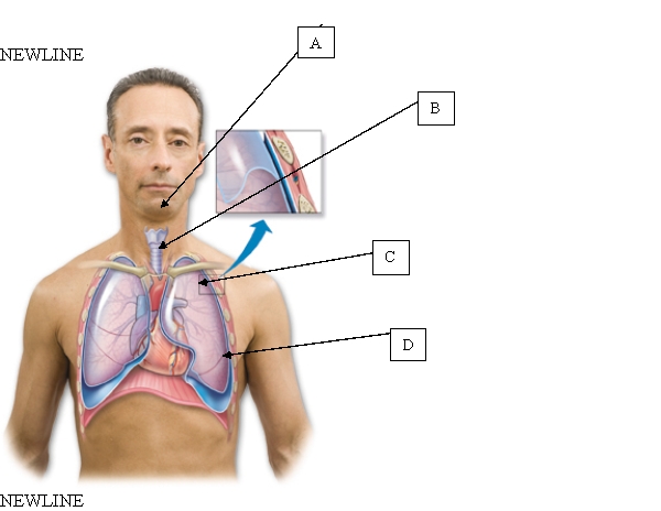 <strong>The nurse is preparing to auscultate the client's chest. Where will the nurse place the stethoscope to auscultate tracheal breath sounds? </strong> A) A. B) B. C) C. D) D.