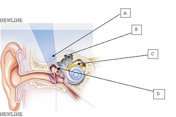 <strong>A client who is having difficulty maintaining equilibrium is unable to ambulate without pushing a wheelchair or using a walker. Which part of the ear is not functioning completely based on this assessment data? </strong> A) A. B) B. C) C. D) D.