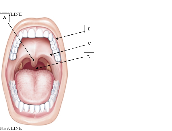 <strong>Which structure separates the vestibule from the mouth? </strong> A) A. B) B. C) C. D) D.