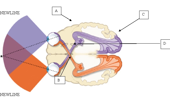 <strong>The client requests information about where visual information is processed within the brain. When teaching the client about this process, which portion of the brain will the nurse point out? </strong> A) A. B) B. C) C. D) D.