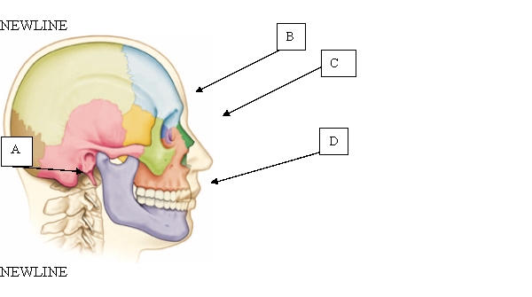 <strong>The nurse is assessing the client's neck. Where is the axis located? </strong> A) A. B) B. C) C. D) D.