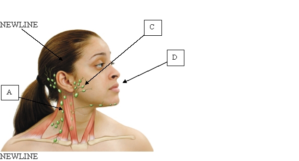 <strong>Which location would the nurse use for palpation when assessing the submental lymph node during a physical assessment? </strong> A) A. B) B. C) C. D) D.