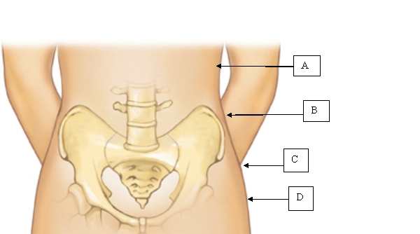 <strong>The nurse is using waist circumference to assess overnutrition in an adult female. Which is the correct placement for the measurement tape? </strong> A) A. B) B. C) C. D) D.
