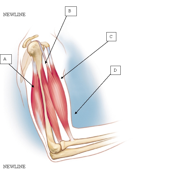 <strong>The nurse is preparing to assess a client's tricep skinfold measurement. Which location is appropriate for the nurse to use during this assessment? </strong> A) A. B) B. C) C. D) D.