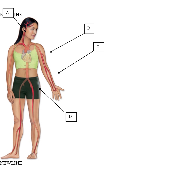 <strong>The nurse is assessing a client's left brachial pulse. Which area will the nurse palpate to assess this pulse? </strong> A) A. B) B. C) C. D) D.