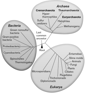<strong>Which commonly used microbial classification advancement led to the tree by Carl Woese in 1977? </strong> A) comparative genomics B) microscopy C) X-ray diffraction D) protein sequencing E) 16S rRNA sequencing