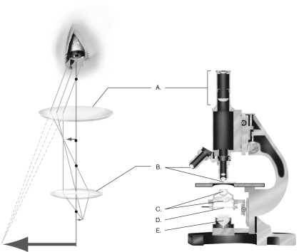 <strong>Label the condenser in the figure below. </strong> A) A B) B C) C D) D E) E