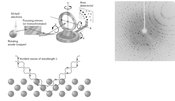 Using the figure below, explain how the visualization of molecules occurs through X-ray crystallography.
