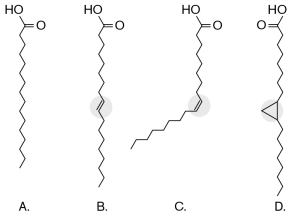 <strong>In the figure below, which of the four fatty acids adds fluidity to a membrane, and what type of bond allows this to happen? </strong> A) A; saturated bond B) B; trans C) B; cis D) C; cis E) D; double