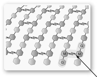 <strong>The structure shown below is found in the ________ of some bacteria and the larger molecules are connected by the ________ cross-link shown at the arrow. </strong> A) cell wall; sugar B) cell membrane; peptide C) cell membrane; sugar D) cell wall; peptide E) nucleoid membrane; peptide