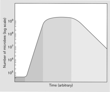 <strong>During which stage of bacterial growth is the culture growing exponentially? </strong> A) lag phase B) log phase C) growth phase D) stationary phase E) death phase