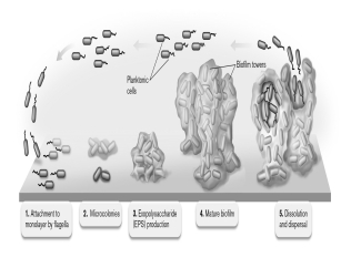 Using the figure below, explain the function of stages 2 and 3 in biofilm development and how they affect biofilm growth, function, and treatment.