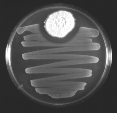 <strong>What is depicted in the following figure?  </strong> A) Antibiotic production has inhibited bacterial growth. B) A bacteriophage has preyed on the bacterial colonies. C) Weak acid production has inhibited bacterial growth. D) A biofilm has become resistant to disinfectants. E) Starving cells have undergone programmed cell death. <div style=padding-top: 35px> 