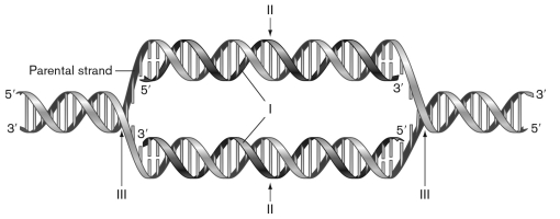 <strong>In the figure below, which models DNA semiconservative replication, the numeral I points to ________, II points to ________, and III points to _______. </strong> A) origin of replication; new daughter strands; replication fork B) termination sequences; replication fork; new daughter strands C) replication fork; new daughter strands; origin D) new daughter strands; termination sequences; replication fork E) new daughter strands; origin; replication fork