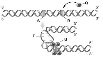 <strong>In the figure below, which depicts the activation step in bacterial DNA replication, the letter Q points to ________, and the letters R and S point to ________, respectively. </strong> A) DnaA-ATP proteins; 9-mer repeats within oriC and 13-mer sequences B) Primase; oriC and 13-mer repeats C) SeqA protein; 13-mer repeats and 9-mer basepairs within oriC D) DamA methylase; 9-mer repeats within oriC and 13-mer repeats E) gyrase; 13-mer repeats and 9-mer sequences within oriC