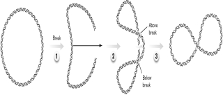 Use the figure below and describe the general mechanism of how supercoiling can be introduced in a double-stranded, circular DNA molecule. In this example, this DNA is about 300 bp.