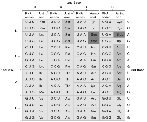 <strong>Using the genetic code shown below, find the correct start and stop codons. Which of the following peptides might this message code for? 5'-GAGUUAUGCACGGGUUCUAUGUGUAG-3'</strong> A) GLU-LEU-CYS-MET-GLY-SER-MET-CYS B) MET-GLY-SER-MET-CYS C) MET-HIS-GLY-PHE-TYR-VAL D) MET-CYS-ILE-LEU-GLY-THR-TYR E) ASP-VAL-TYR-LEU-GLY-TYR-VAL-LEU