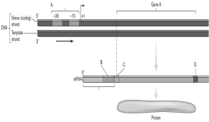 <strong>In the figure below, which label represents the promoter? </strong> A) A B) B C) C D) D E) -35