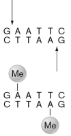 <strong>In the figure shown below, the role of the -Me groups on the second sequence is that the methyl groups </strong> A) direct an enzyme to cut at those sequences. B) signal that the DNA is not foreign and thus it should not be cut. C) signal for a transposon to excise itself. D) signal for the sequence to be incorporated in CRISPR. E) serve as a sequence for specialized transduction.