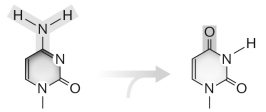 <strong>The reaction of cytosine, shown below, happens ________ and causes ________. </strong> A) spontaneously; pyrimidine dimers B) when irradiated; pyrimidine dimers C) when treated with acridine; pyrimidine dimers D) when irradiated; transition mutations E) spontaneously; transition mutations