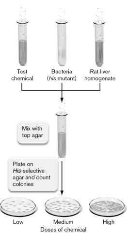 <strong>The experiment outlined below is a/an ________ test. The role of the rat liver homogenate is to ________. </strong> A) pathogenicity; provide growth factors such as amino acids that the pathogen may require B) pathogenicity; chemically modify the test chemical C) Ames; control for spontaneous mutations D) Ames; provide growth factors such as amino acids that the pathogen may require E) Ames; chemically modify the test chemical
