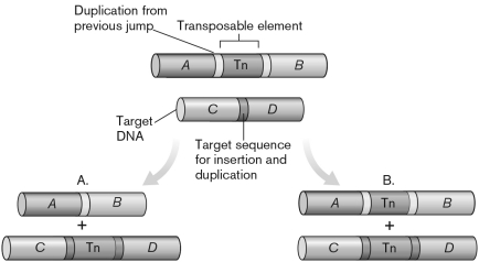 <strong>In the figure shown below, product A is the result of ________ and product B is the result of ________. </strong> A) vertical gene transfer; horizontal gene transfer B) nonreplicative transposition; replicative transposition C) nonhomologous recombination; homologous recombination D) missense mutation; nonsense mutation E) generalized transduction; specialized transduction