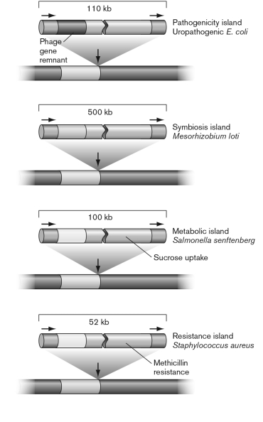 <strong>The figure shown below diagrams a variety of genomic islands. What characteristics do these islands in the diagram share? </strong> A) They code for pathogenicity. B) They are coded on transposons. C) They have a GC content similar to the rest of the genome. D) They encode type II secretion systems. E) They have direct repeats and mostly insert near a tRNA gene.