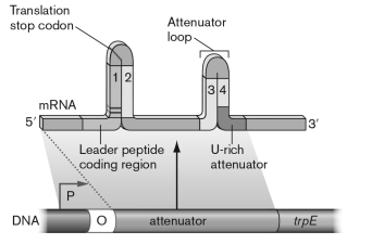 <strong>As diagrammed below, some amino acid biosynthetic operons have stem loop structures in the mRNA. These structures play a role in the regulation of the operon by which of the following mechanisms? </strong> A) The leader sequence shown contains codons for the amino acid. When these are low, the ribosome stalls, allowing a hairpin between the two middle regions to form so that the rest of the message can be translated. B) A repressor protein made of that amino acid will bind to the region and prevent translation when large amounts of the amino acid are present. C) In the presence of large amounts of the amino acid, the hairpin will wind around the amino acid and prevent further translation. D) The uridine-rich region has codons for that amino acid; when present, this region will be a terminator region. The hairpins allow for an RNA to bind that then allows translation to occur. E) Catabolite repressor protein can bind and prevent the hairpins from forming, thus allowing translation to occur.