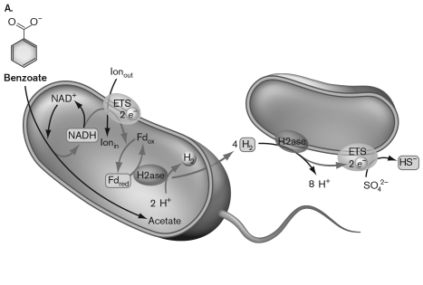 <strong>A metabolic process allowing for anaerobic degradation of benzoate to acetate is diagrammed below. This metabolism can happen because </strong> A) benzoate contains a great deal of energy and ATP can be made. B) the catabolism of benzoate by the cell on the left produces hydrogen that is then used by the cell on the right to reduce sulfate. C) the catabolism of benzoate by the cell on the left produces hydrogen that is then used by a methanogen. D) the catabolism of benzoate to acetate releases so much energy that it overcomes the positive DG of H₂ production. E) the cell on the left swims away from the H₂ that it produces in order to balance the thermodynamics.