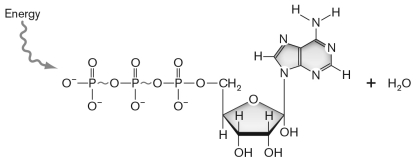 <strong>The molecule shown below carries energy in the cell but it needs to be stabilized. It is a ________ molecule and is stabilized when it ________. </strong> A) NADPH; forms a cyclic molecule B) NADPH; complexes with Mg2+ C) ATP; donates its electrons to a cytochrome D) ATP; complexes with Mg2+ E) ATP; forms a cyclic molecule