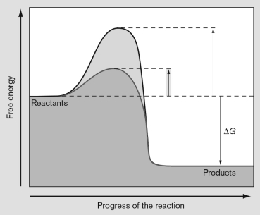 <strong>The graph shown below diagrams the energy involved in the </strong> A) difference in activation energy of a reaction with and without an inhibitor at an allosteric site. B) difference in the activation energy of a reaction with and without an enzyme. C) activation energy needed to initiate the Embden-Meyerhof pathway. D) difference in synthrophic reactions with and without a hydrogen utilizing partner. E) difference in activation energy with NADH versus NADPH.