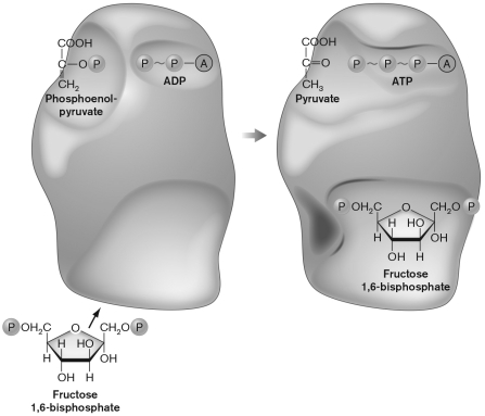 <strong>The activity of the enzyme below is controlled in various ways using several of the binding sites shown. The two sites are the ________ site and the ________ site. </strong> A) active; inhibitor B) catalytic; inhibitor C) substrate; inhibitor D) substrate; allosteric E) catalytic; allosteric