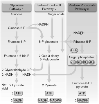 <strong>The figure shown below diagrams three pathways for the metabolism of glucose. Pathway ________ is most likely to be used for biosynthesis because it can be used to ________. </strong> A) 1; generate glucose B) 2; make carbon backbones of many lengths C) 3; make carbon backbones of many lengths D) 1; make carbon backbones of many lengths E) 3; generate glucose