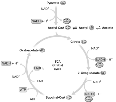 <strong>Amino acids can be synthesized using which one of the molecules from the diagram below? </strong> A) isocitrate B) succinyl-CoA C) oxaloacetate D) 2-oxoglutarate E) fumarate