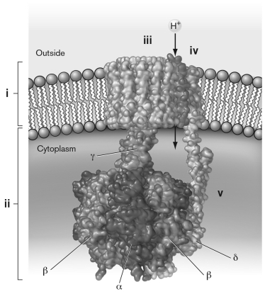 <strong>The diagram below shows the structure of the universal FₒF₁ synthase. Which of the following FALSELY labels the figure? </strong> A) i) Fo subunit B) ii) F1 subunit C) iii) catalytic subunit D) iv) subunit a E) v) subunit b
