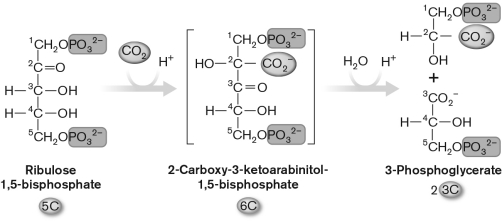 <strong>The enzyme that carries out this reaction shown in the diagram below is ________, and the end product is ________. </strong> A) 3-phosphoglycerate synthetase; added to another carbon dioxide B) 3-phosphoglycerate synthetase; reduced to glyceraldehyde-3-phosphate C) nitrogenase; reduced to glyceraldehyde-3-phosphate D) Rubisco; reduced to glyceraldehyde-3-phosphate E) Rubisco; added to another carbon dioxide