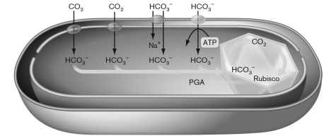 The cell diagrammed below provides an overview of some regulation of the Calvin cycle. Which of the following is NOT involved in this regulation?