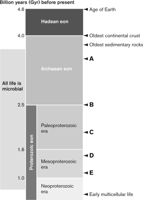 <strong>Which label on the figure below is NOT correct?  </strong> A) A-oldest stromatolites B) B-chloroplasts and mitochondria C) C-colonial organism D) D-filamentous cyanobacteria E) E-early eukaryotes <div style=padding-top: 35px> 