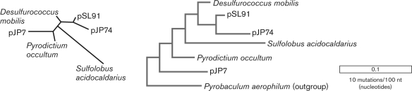 <strong>The figure below shows two ways to represent phylogenetic relationships using rRNA from several thermophiles from Obsidian Pool in Yellowstone National Park. The principal advantage to unrooted trees, when compared to rooted trees, is that they  </strong> A) are more readable. B) are easier to draw. C) are more precise. D) indicate the position of a common ancestor. E) are more precise regarding mutation rates. <div style=padding-top: 35px> 