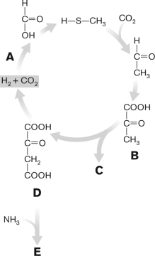 The figure below depicts a metabolist model for CO₂ fixation as the basis for biosynthesis as proposed by Morowitz and Wächterhäuser. Discuss the pathway and determine what its outcome is.  <div style=padding-top: 35px> 