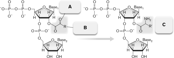 Refer to the figure below and briefly discuss the possible origin of the genetic code.  <div style=padding-top: 35px> 