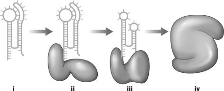Use the figure below to discuss how catalytic activity in enzyme proteins could have evolved from catalytic RNA.  <div style=padding-top: 35px> 