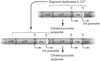 Use the figure below to describe the appearance of the Cit⁺ mutation in Escherichia coli during the Long-Term Evolution Experiment (LTEE).  <div style=padding-top: 35px> 