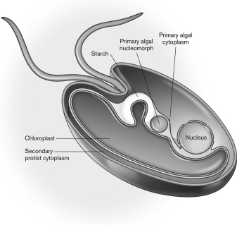 The figure below displays secondary symbiont alga Guillardia theta. Describe the process by which this relationship began.  <div style=padding-top: 35px> 