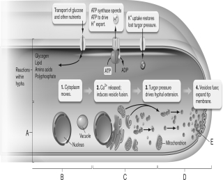 <strong>The figure below shows the cellular basis of extension of a fungal hypha. Which of the following is labeled correctly? </strong> A) A-apical growth zone B) B-absorption zone C) C-vesicles D) D-apical growth zone E) E-storage zone
