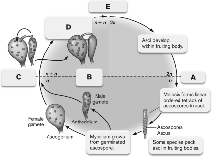 <strong>The figure below shows the life cycle of an ascomycete. What is INCORRECTLY labeled? </strong> A) A-mitosis B) B-pairing of nuclei C) C-cytoplasmic fusion D) D-hyphae containing paired nuclei grow into mycelia E) E-nuclear fusion