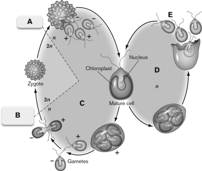 <strong>The figure below is a schematic representation of Chlamydomonas life cycle. What is INCORRECTLY labeled? </strong> A) A- mitosis B) B-fusion of gametes C) C-sexual reproduction D) D-haploid asexual reproduction E) E-zoospores