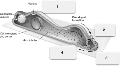 Use the figure below to describe the mechanism of pseudopod motility in Amoebozoa.