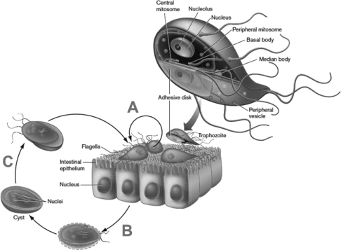 In the figure below, the letters A, B, and C represent the formation of Giardia intestinalis dormant cysts from trophozoites and back. Briefly describe the structure and life cycle of G. intestinalis. What conditions lead to the formation of the cyst?